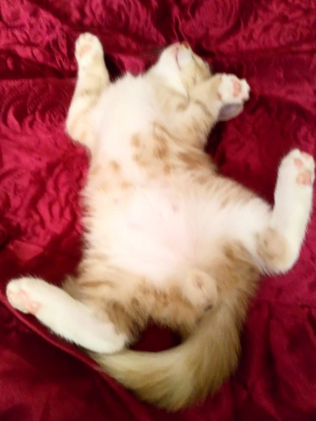 Коточетверг!