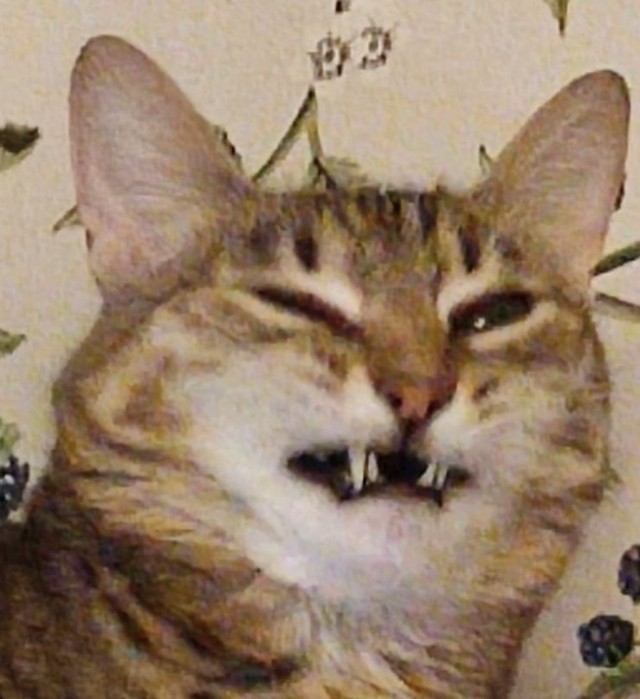 Котаро