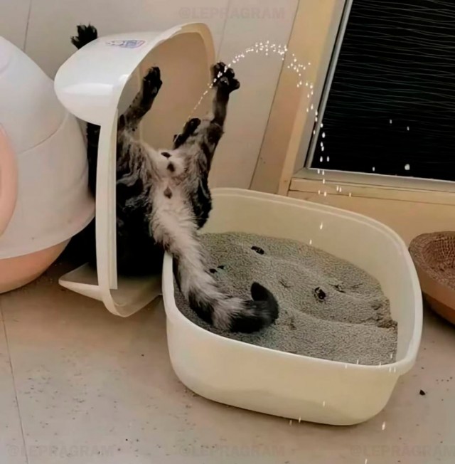 Произошла котострофа