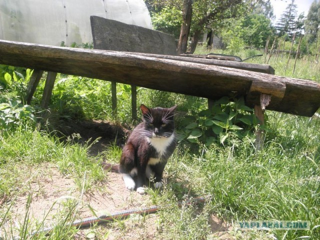 Жизнь домашнего приюта для котеек 452