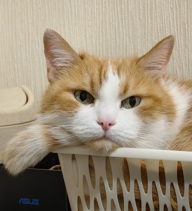 Котовторник. Моему мультяшке 1 год