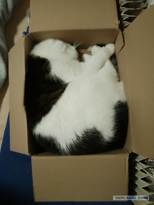 С котовторником ЯПовцы