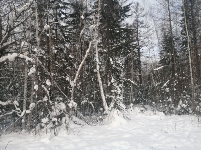 Сибирь-Тайга, -30 тепло...