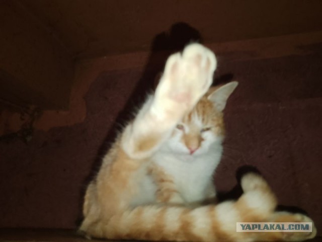 Жизнь домашнего приюта для котеек 482