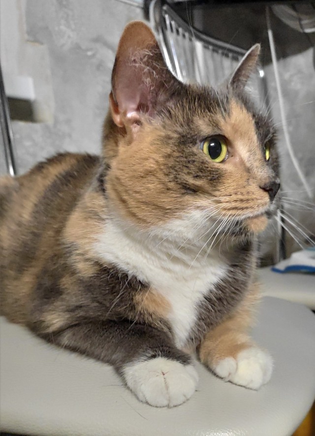 Мой котовторник