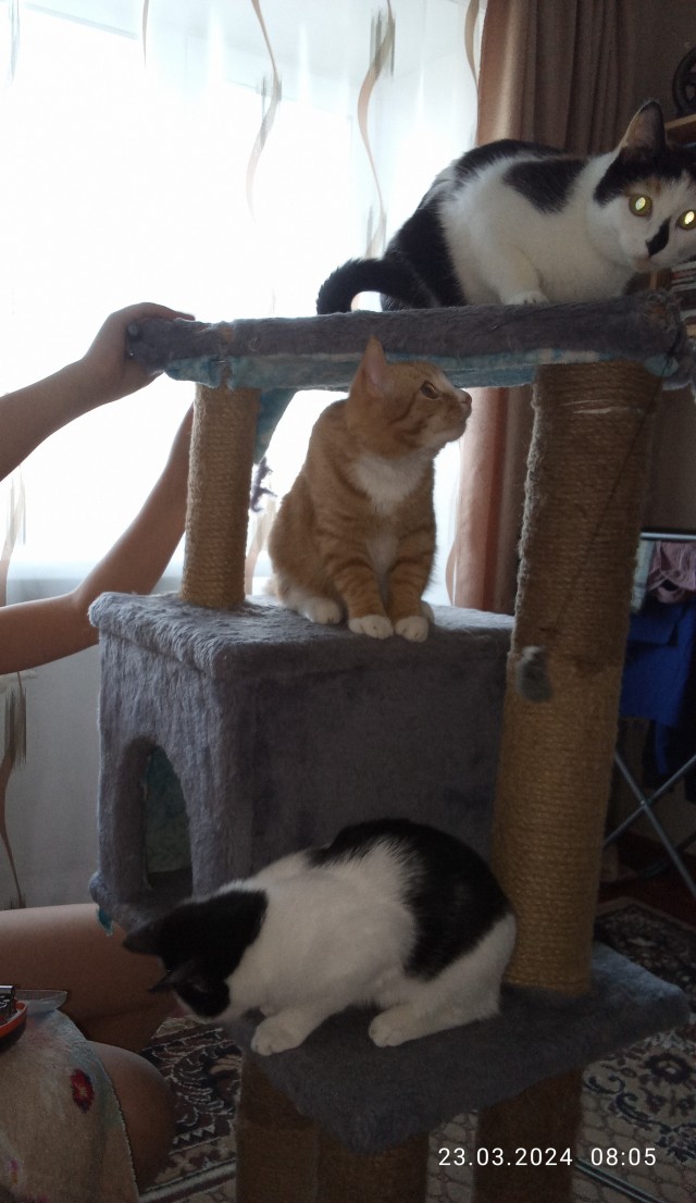 Котовторник