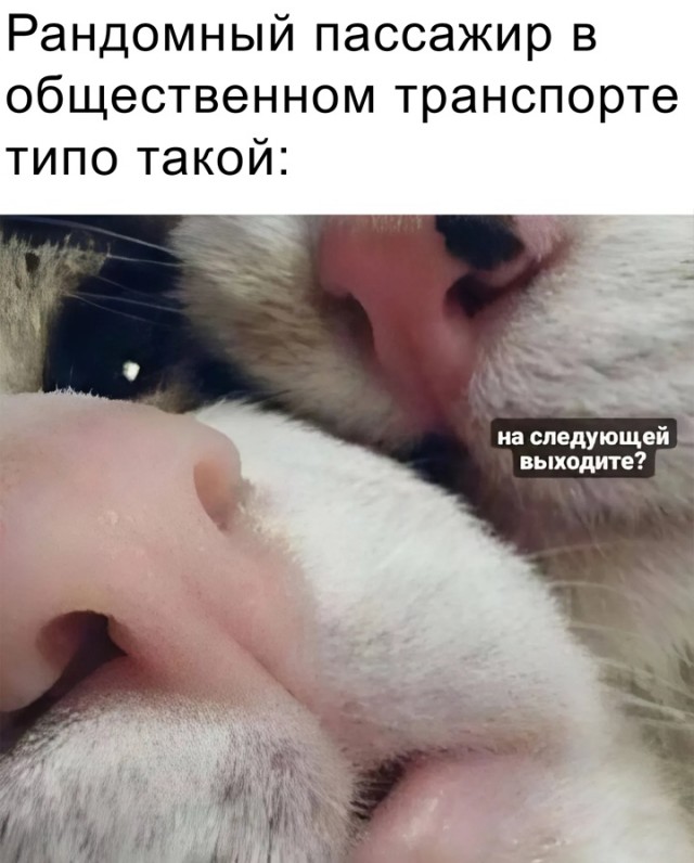 Весёлый полтишок 23.06.24