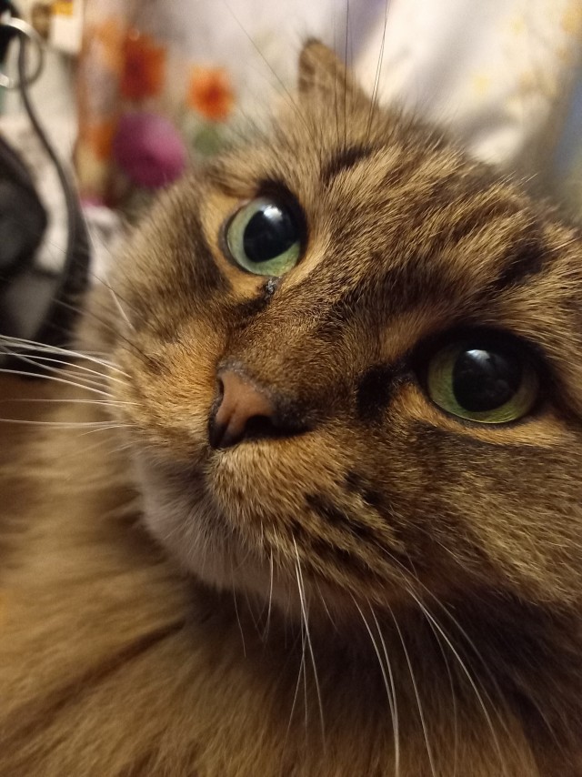 Котовторник!