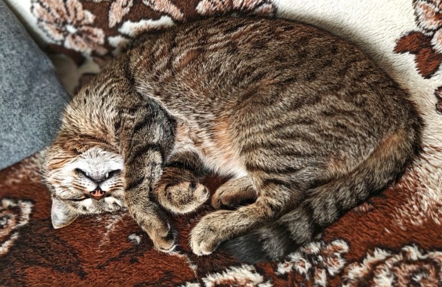 А где котики, сегодня же вторник!