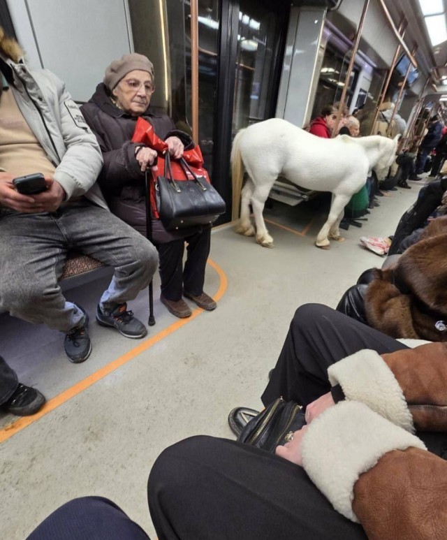 Белого коня без принца заметили в метро