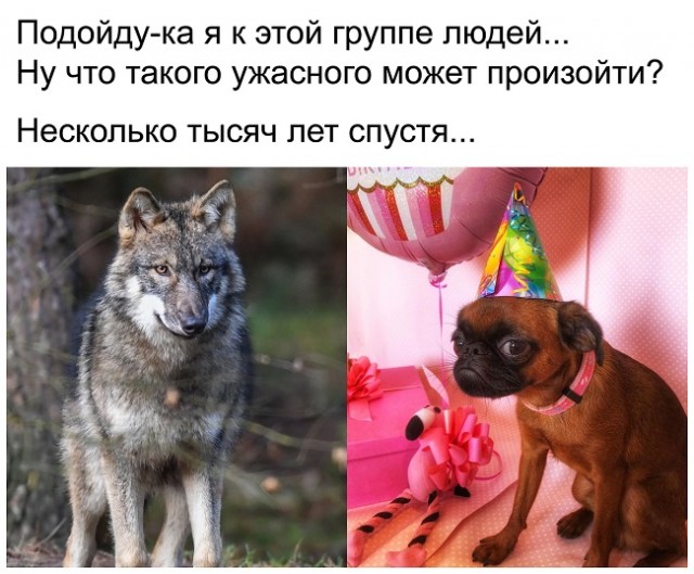 Сегодня День Йорка!