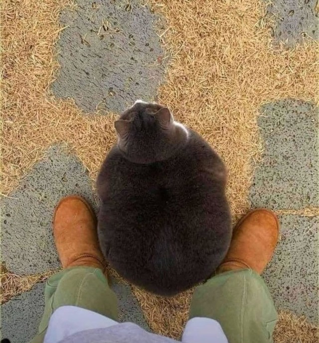 Это что, котовторник?