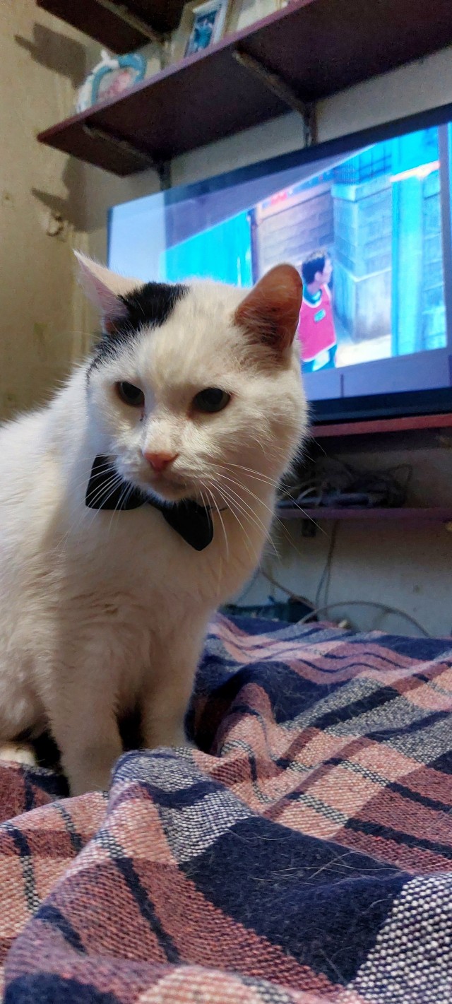 Жизнь Кота