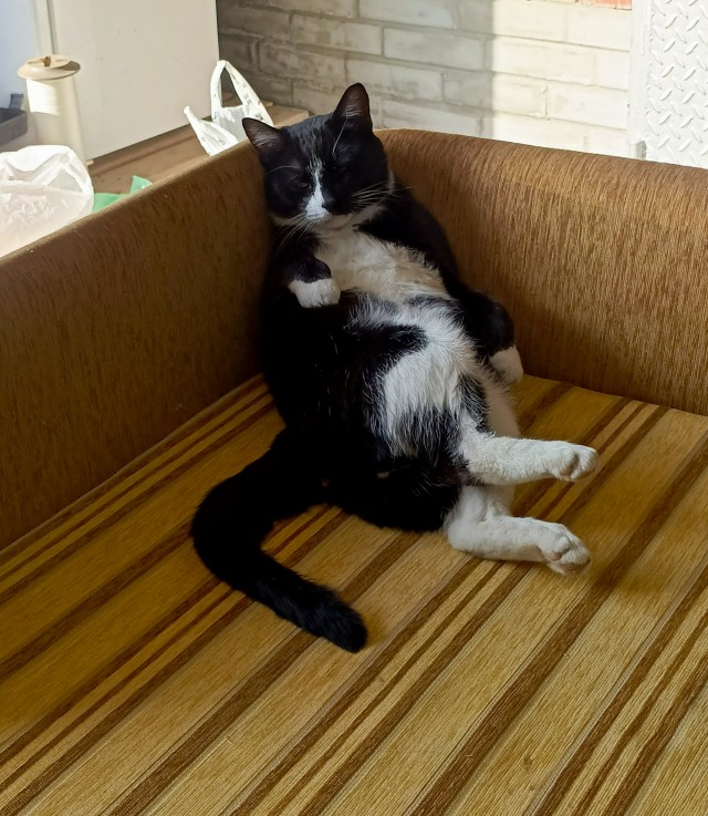 К котовторнику