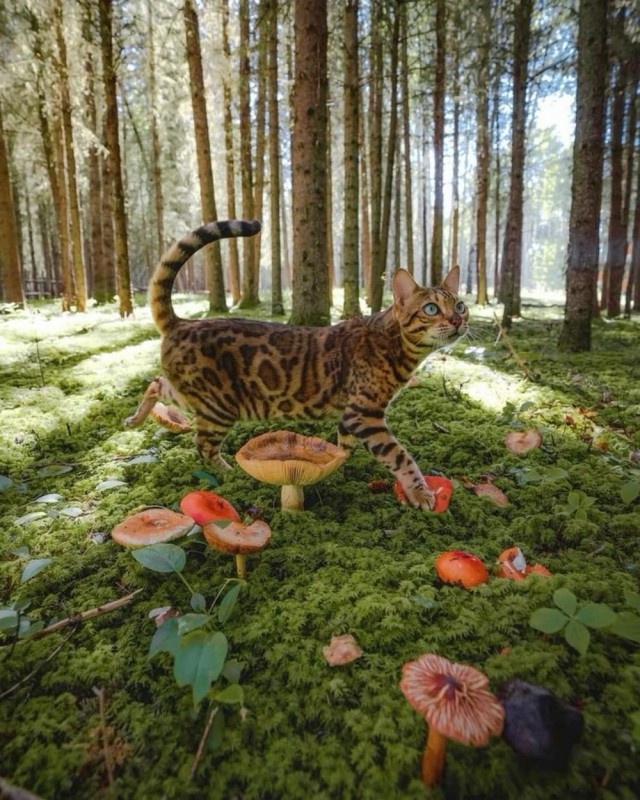 Осенний кот