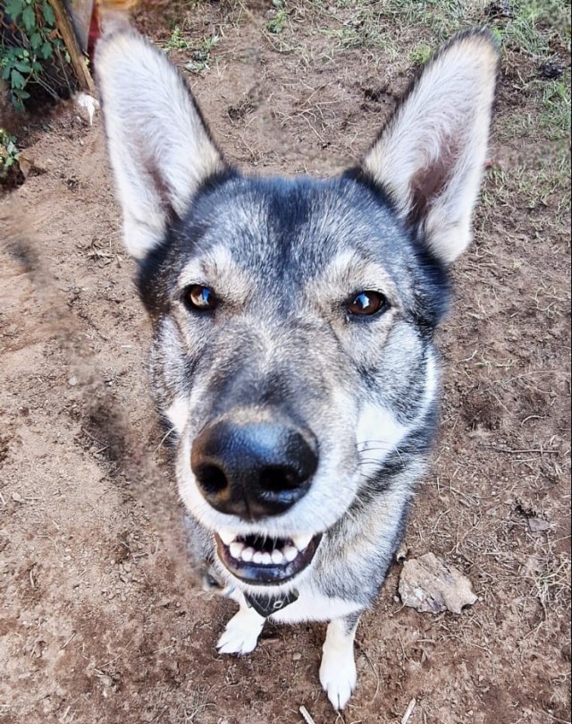 Собака воет.