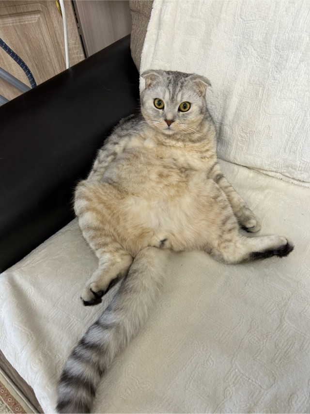 Малышка Дуся (котовторник)