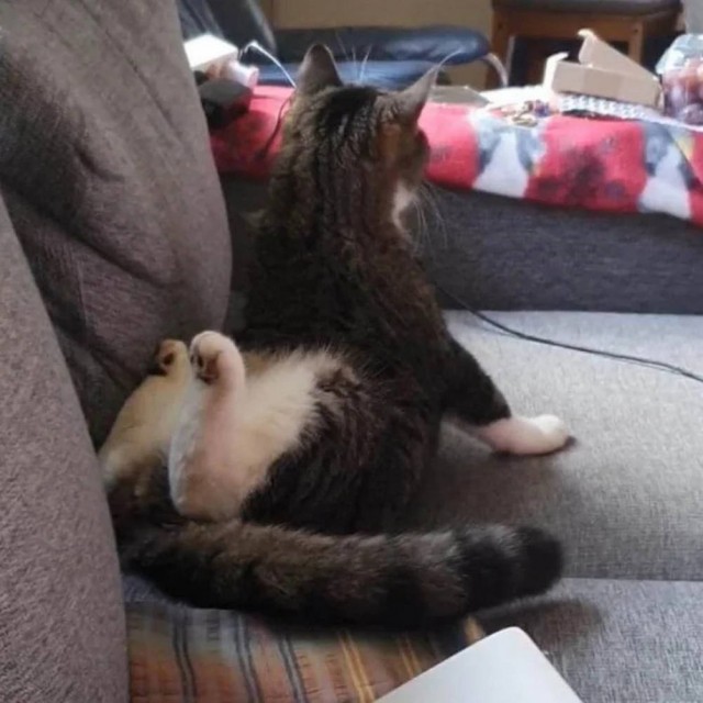 Чутка кошек