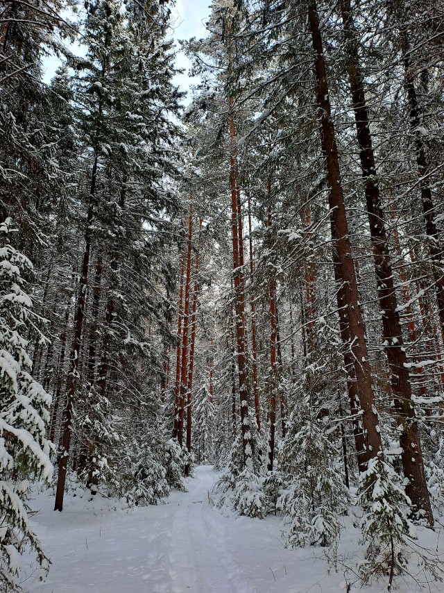 Зимняя дорога