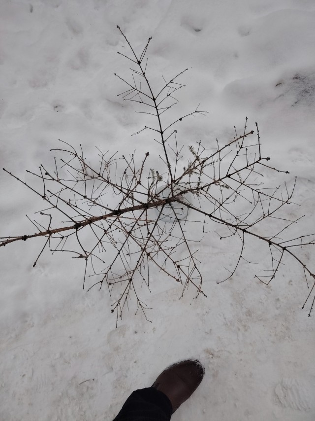 Перепись слабаков