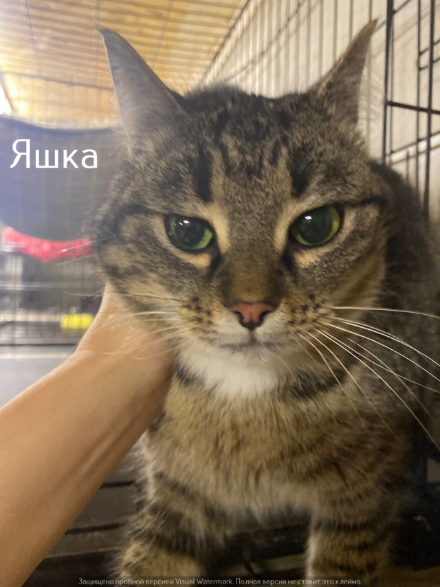 Жизнь домашнего приюта "Котоленд" 530