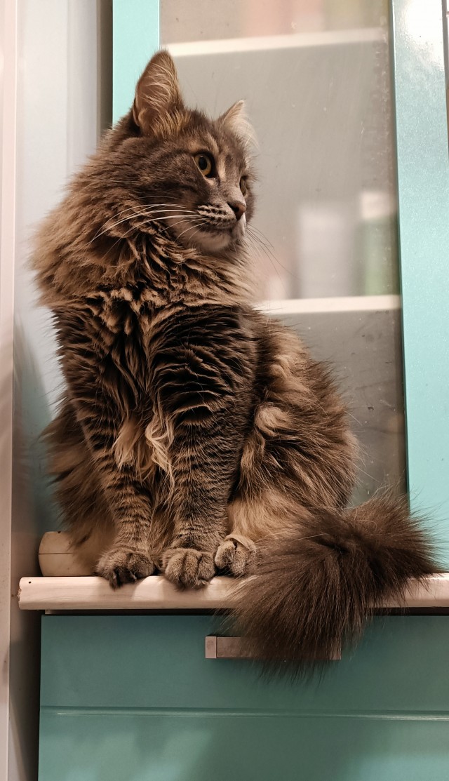 Вылупление кота