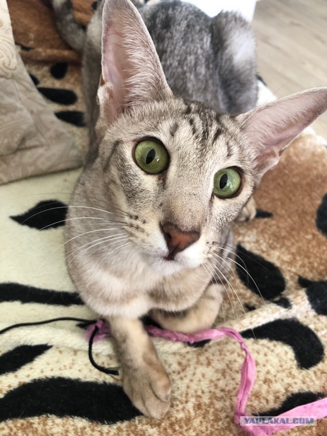 Всех причастных с котовторником!