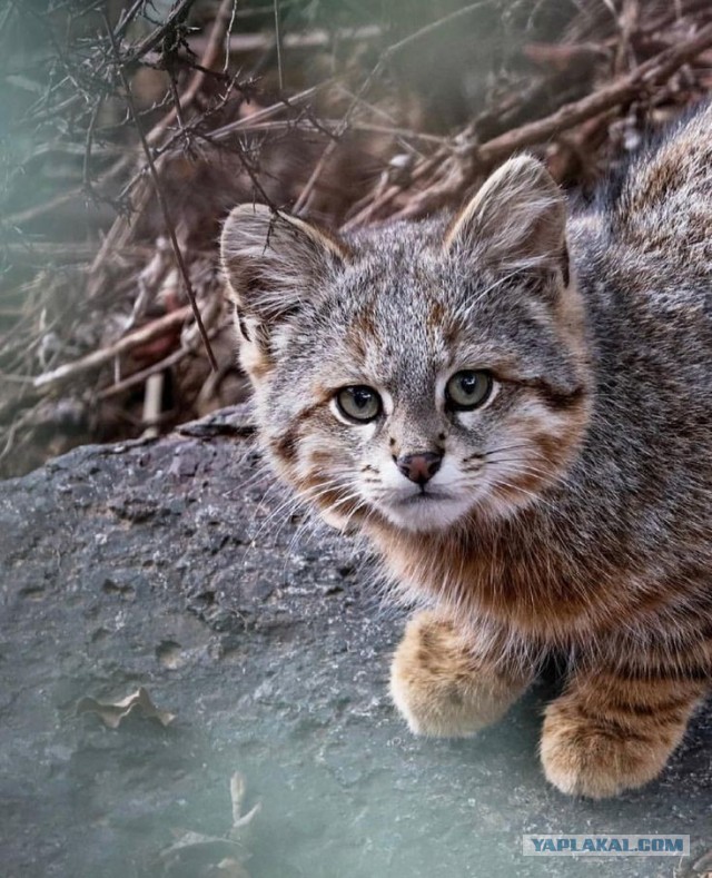 Тибетские лисы, конечно, угарные, но вы вообще видели мордочку пампасской кошки?