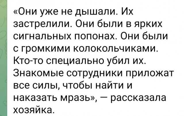 Неизвестный застрелил двух собак-спасателей поискового отряда "ЛизаАлерт" в Псковской области