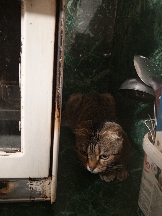 Принимайте в ряды вислоухих