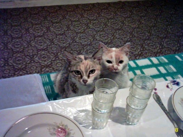К котовторнику