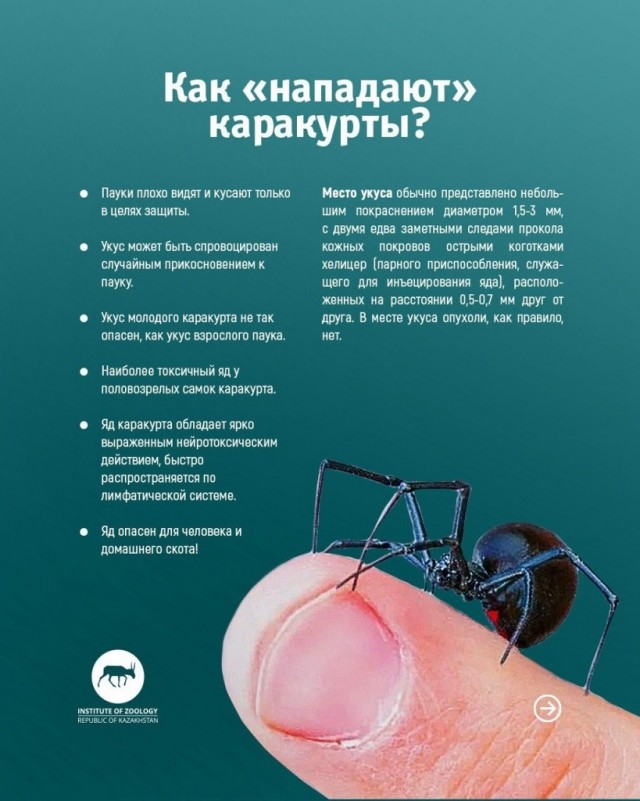 Внимание, Москва. Этим летом к нам придёт смерть на восьми лапах