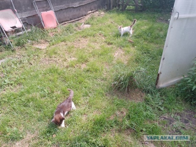Жизнь домашнего приюта для котеек 579
