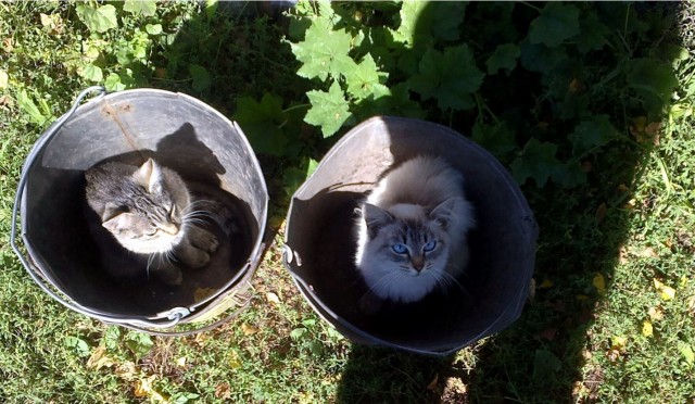 Мне два ведра кошек, пожалуйста...