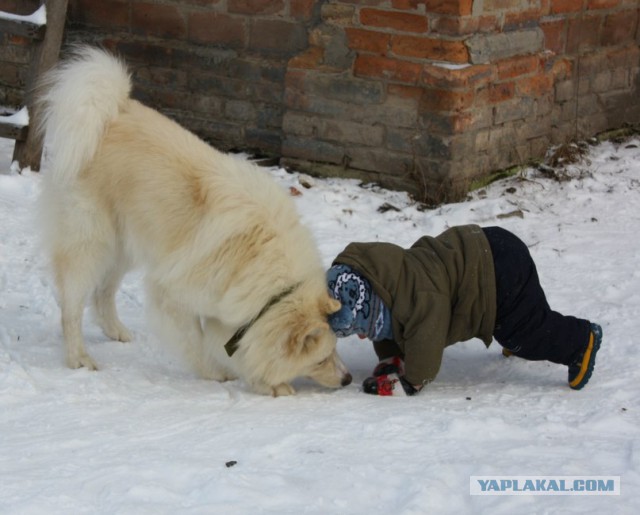 Собакочетверг