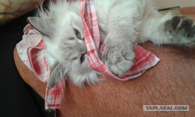 Котовторник 22.04.2014