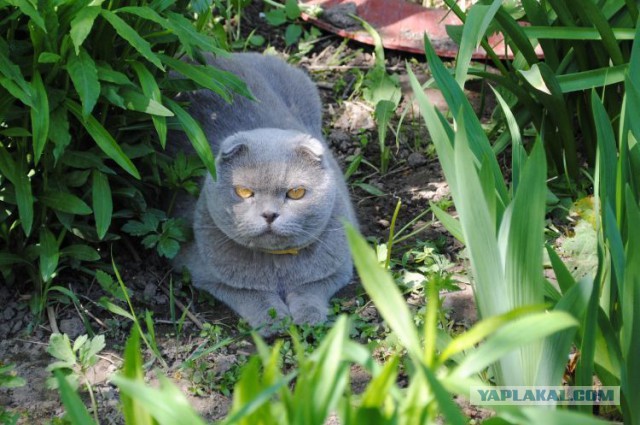 Котовторник 20.05.2014
