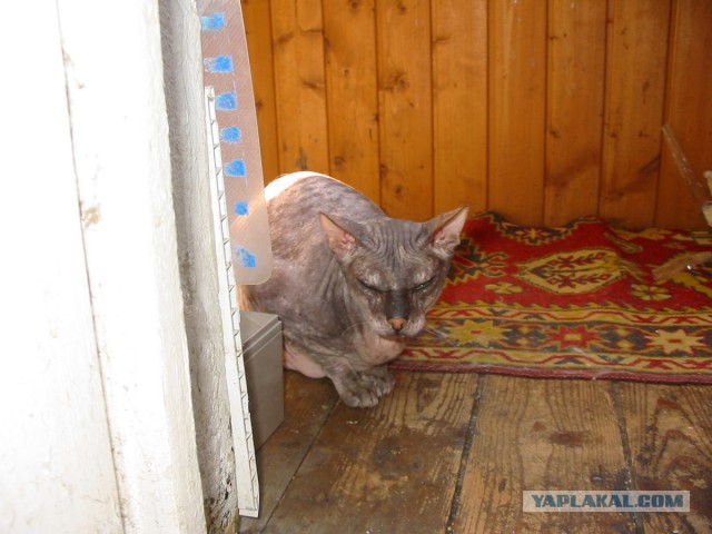 Котовторник 20.05.2014