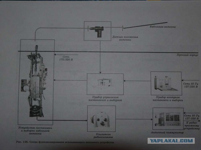В Австралии засекли загадочного пожирателя акул.