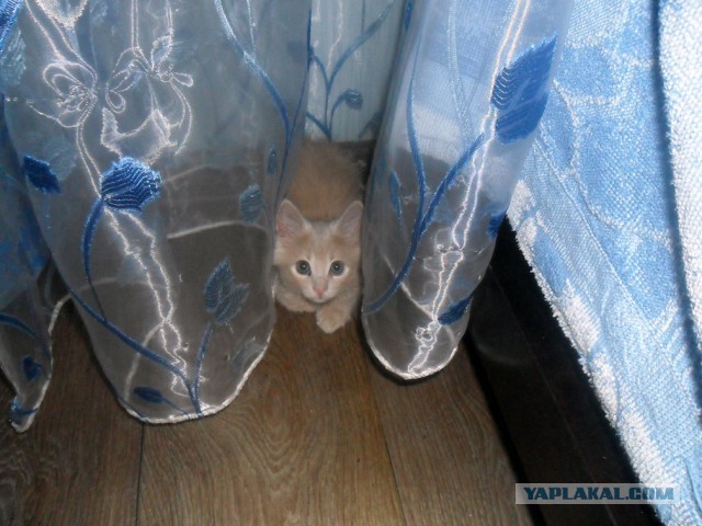 Котовторник 22.07.14