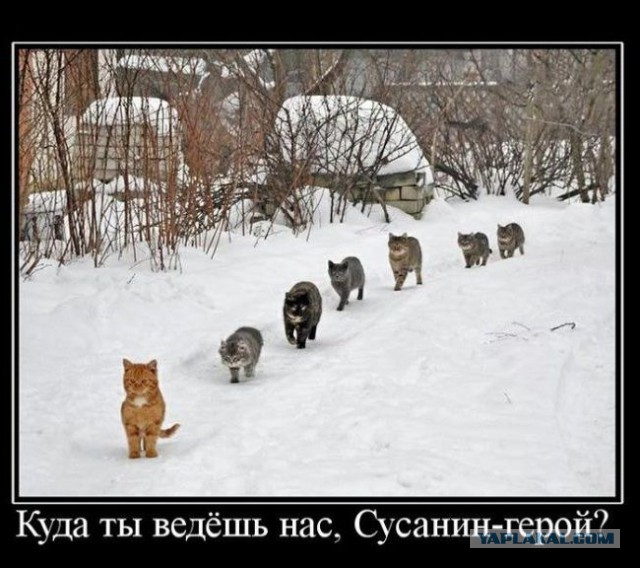 Картинки
