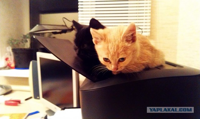 Котовторник 9.12.2014