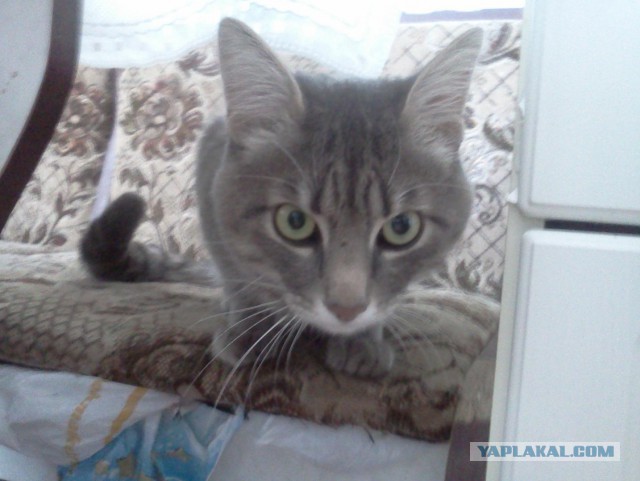 Моим котам
