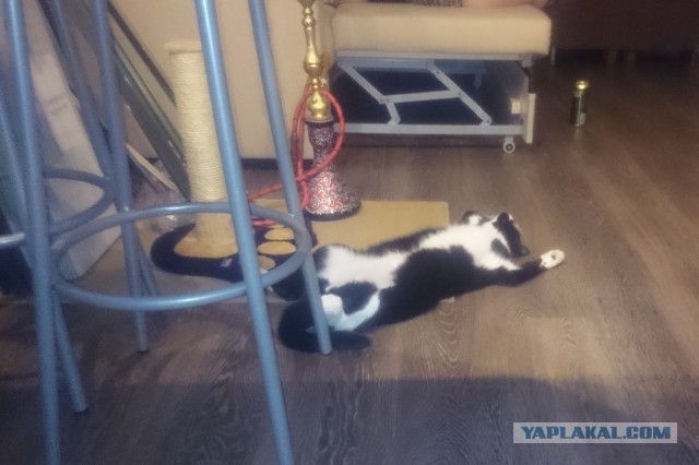 Котовторник 31.03.2015