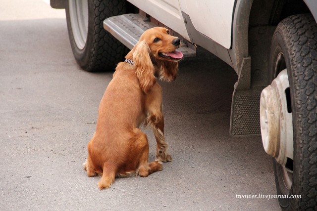 Центр кинологической службы Упр-ния на транспорте