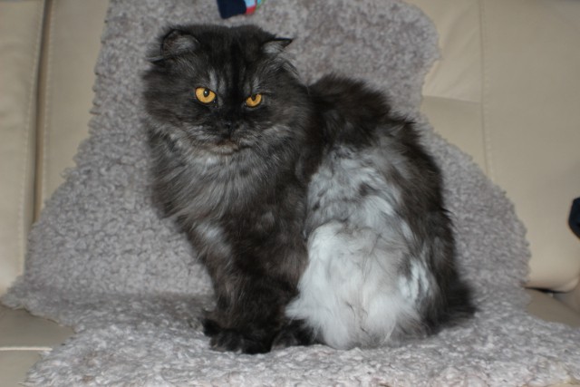 Котовторник