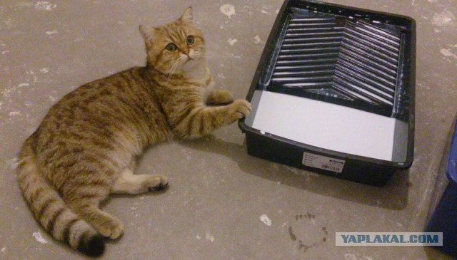 Котовторник 16.06.2015., Котовторник наступил!