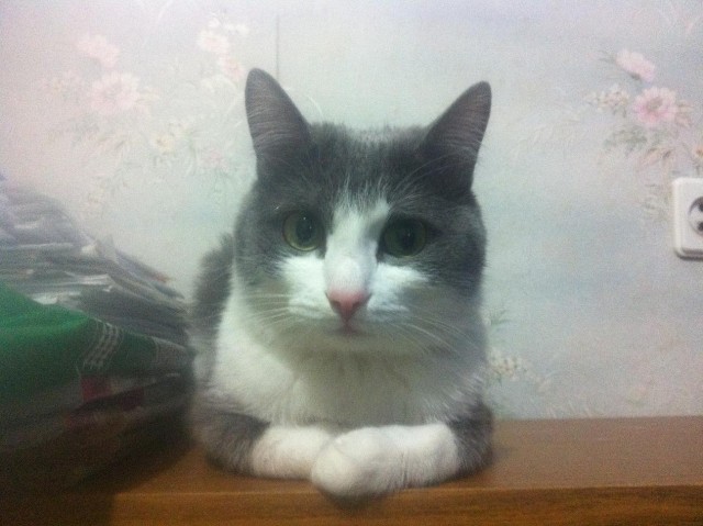 День кошек в России