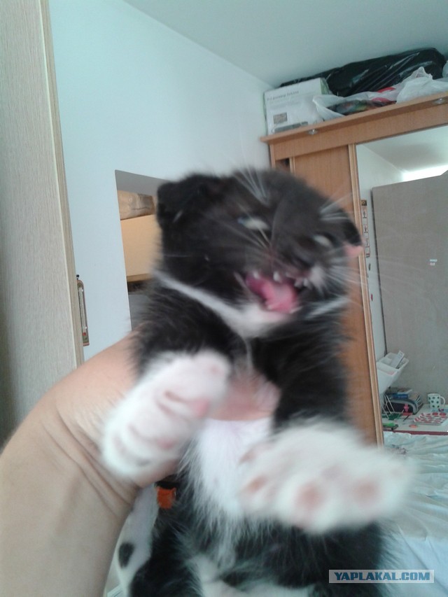 Я что стал кошатником?