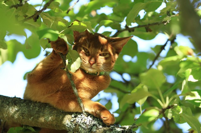 Котовторник 15-09-2015 !